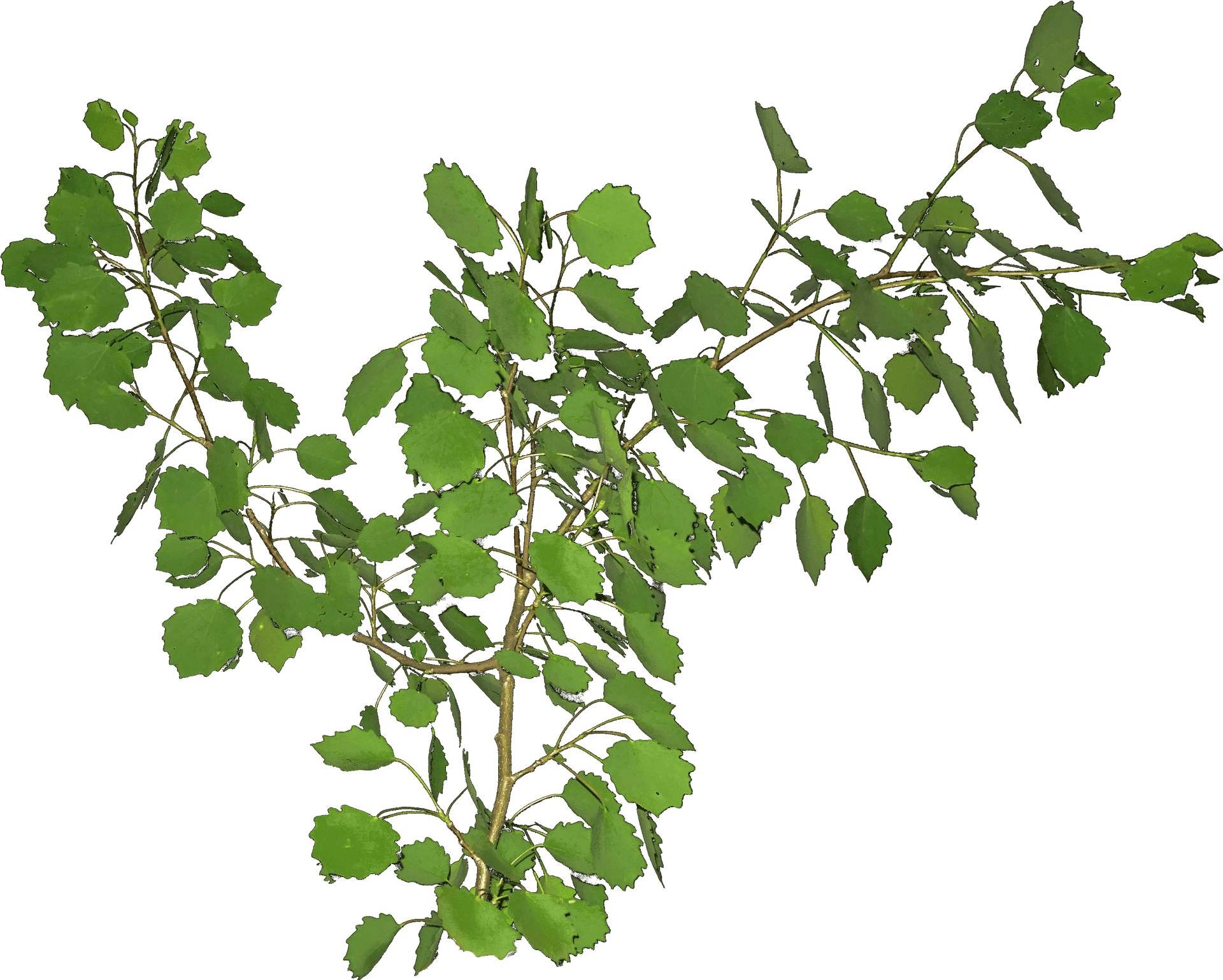 Green Leafy Branches Transparent Background PNG Image