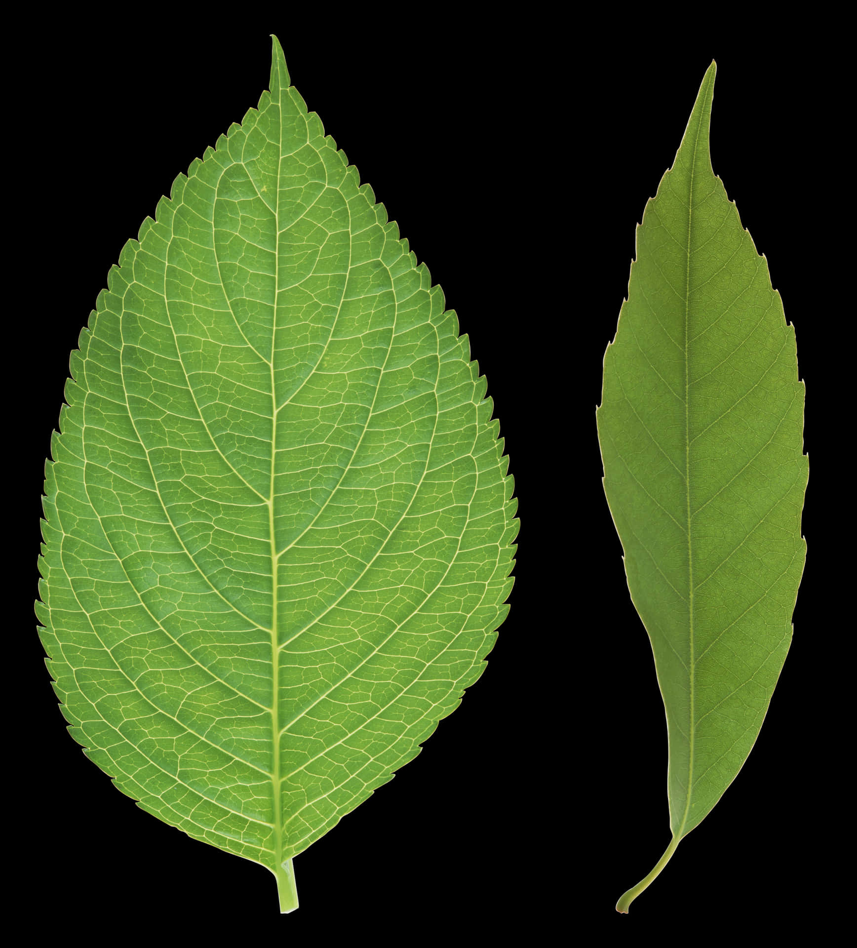 Green Leaves Black Background PNG Image