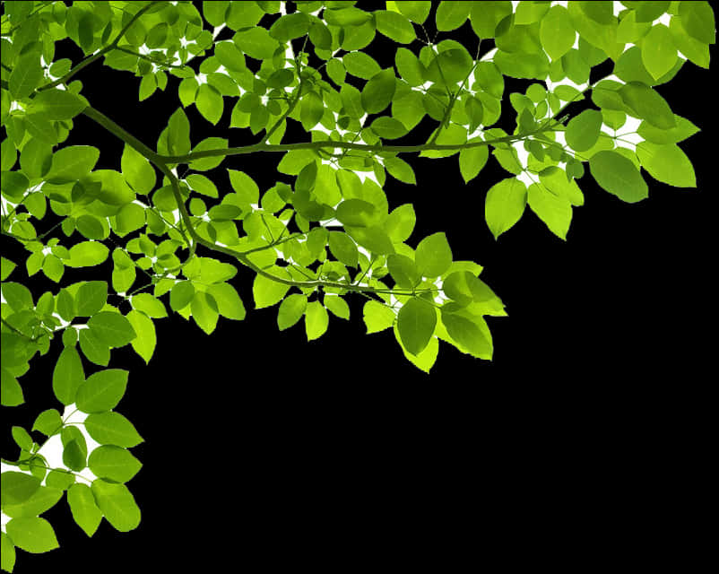 Green Leaves Black Background.jpg PNG Image