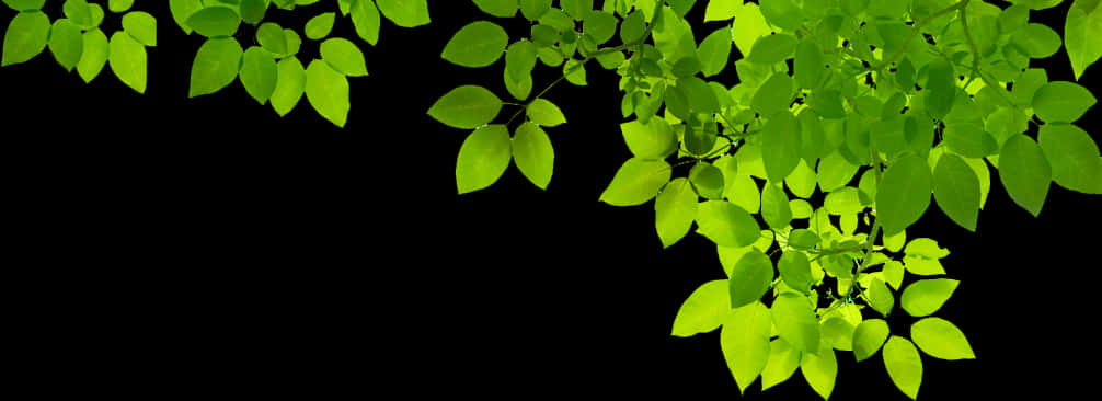 Green Leaves Black Background PNG Image