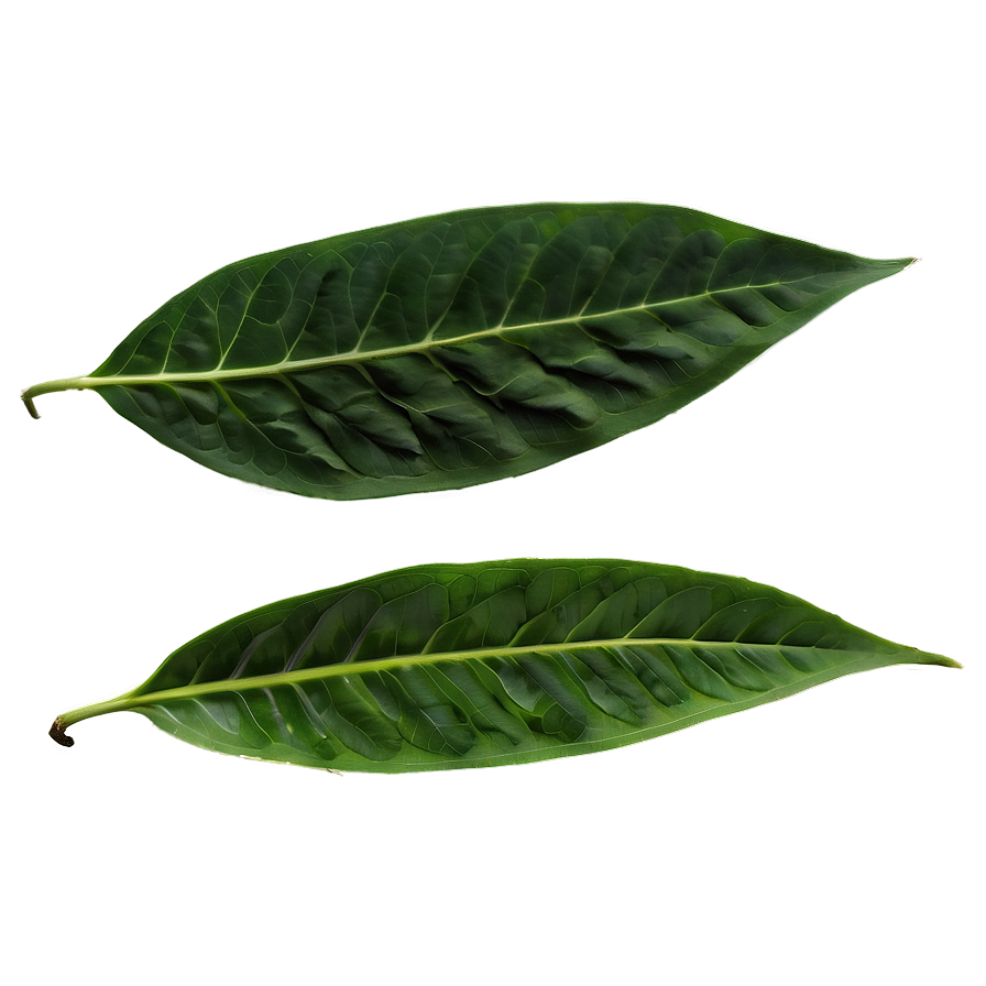 Green Leaves Png Jla81 PNG Image