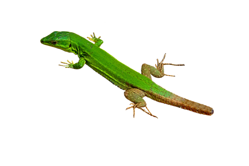 Green Lizard Black Background PNG Image