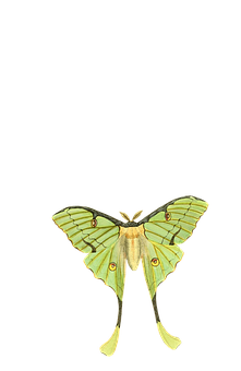 Green Luna Moth Illustration PNG Image