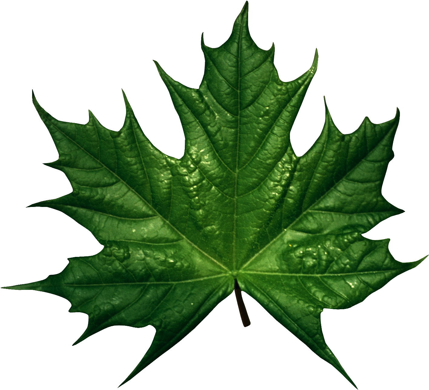 Green Maple Leaf Water Droplets.png PNG Image