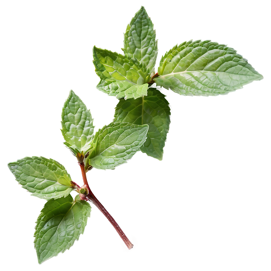 Green Mint Leaf Png 06262024 PNG Image