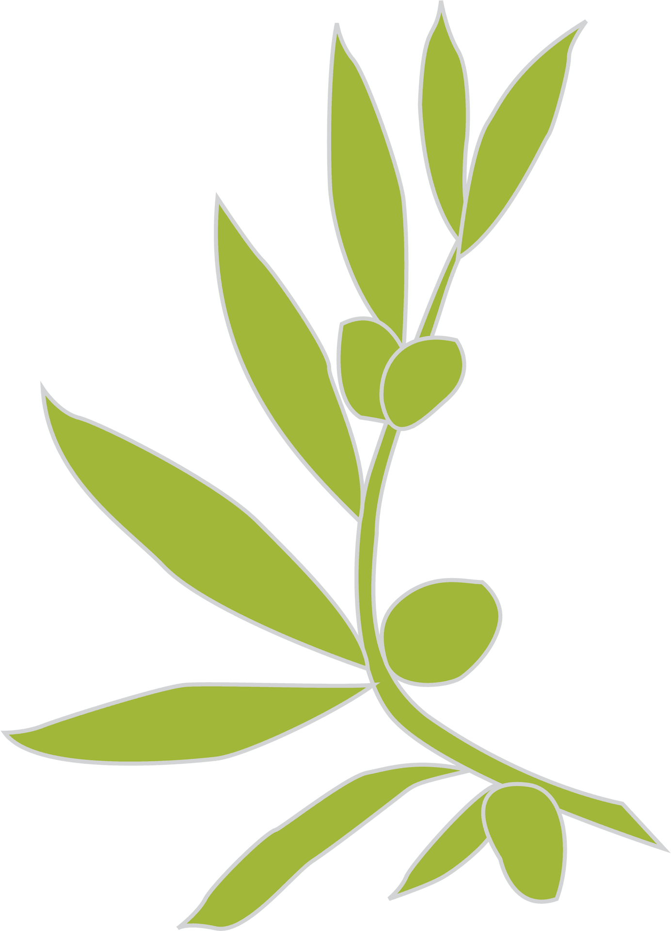 Green Olive Branch Graphic PNG Image