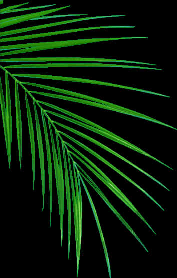 Green Palm Frond Abstract PNG Image