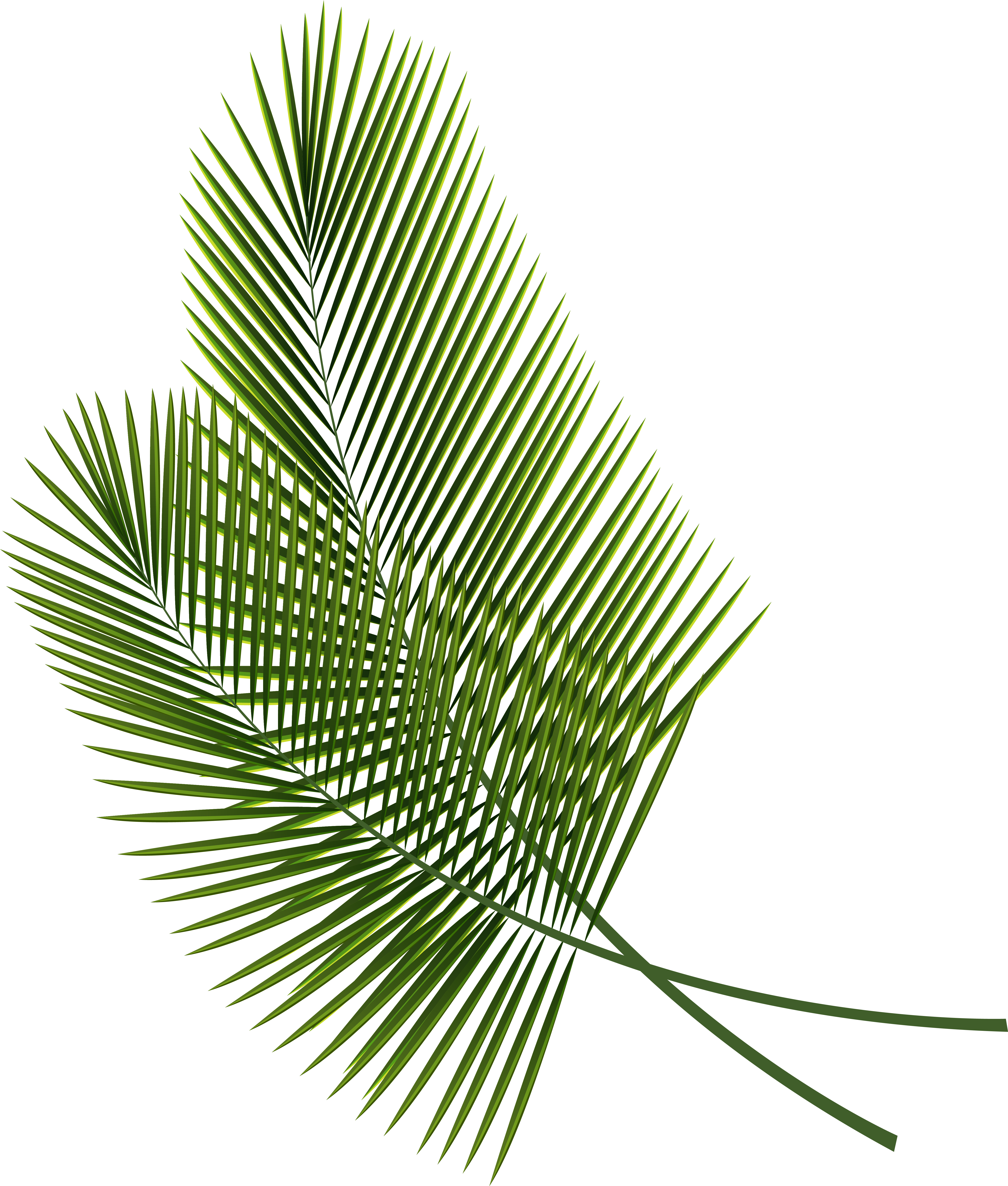 Green Palm Frond Isolated PNG Image