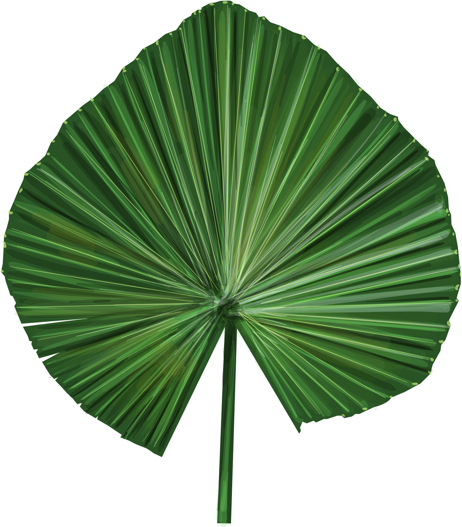 Green Palm Leaf Fan Shape PNG Image