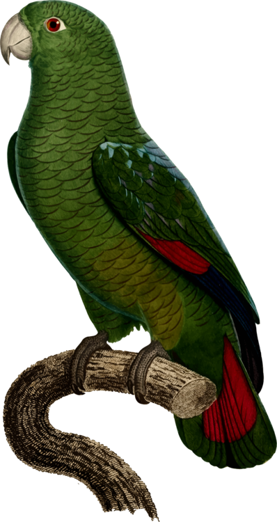 Green Parrot Perchedon Branch PNG Image