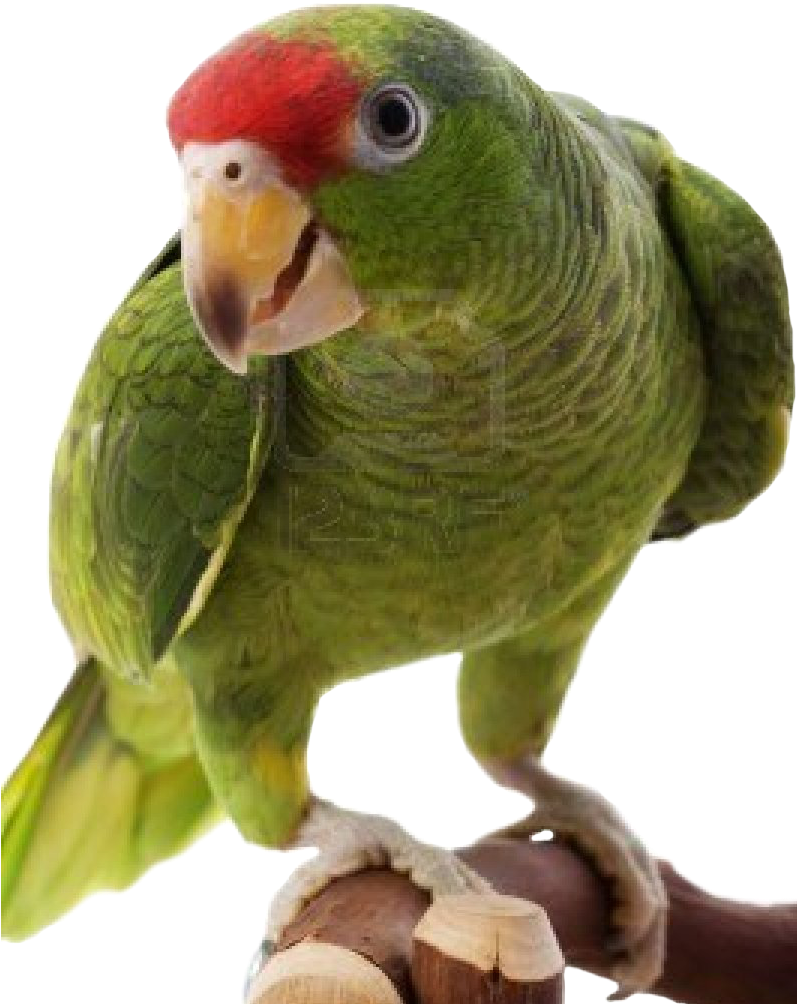 Green Parrot Perching PNG Image