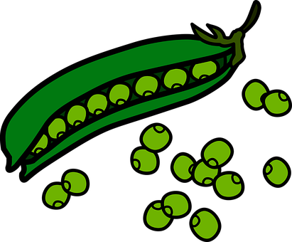 Green Peas Pod Illustration PNG Image