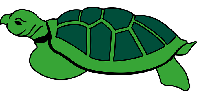 Green Sea Turtle Graphic PNG Image