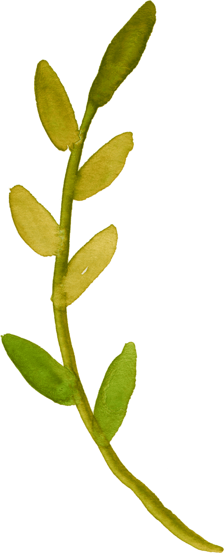 Green Seaweed Illustration PNG Image