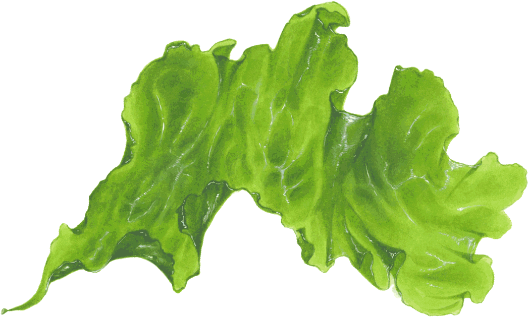 Green Seaweed Illustration PNG Image