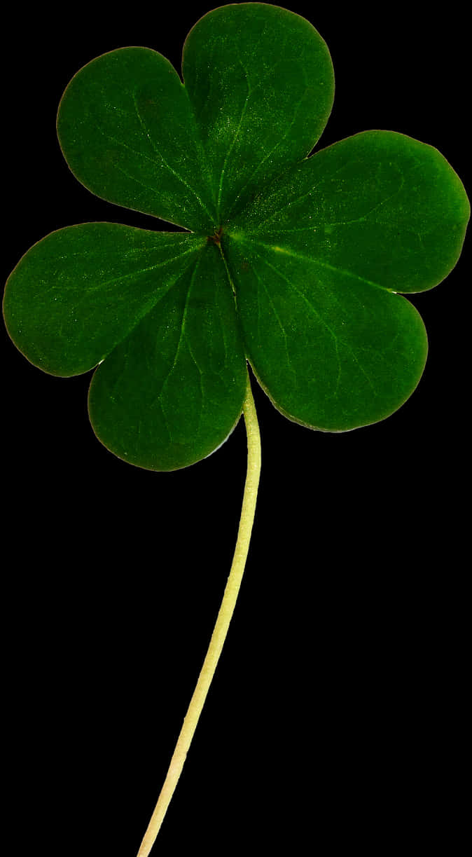 Green Shamrock Black Background PNG Image