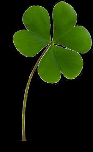 Green Shamrock Black Background PNG Image