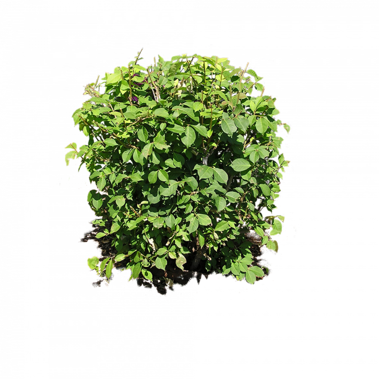 Green Shrub Against Textured Background PNG Image