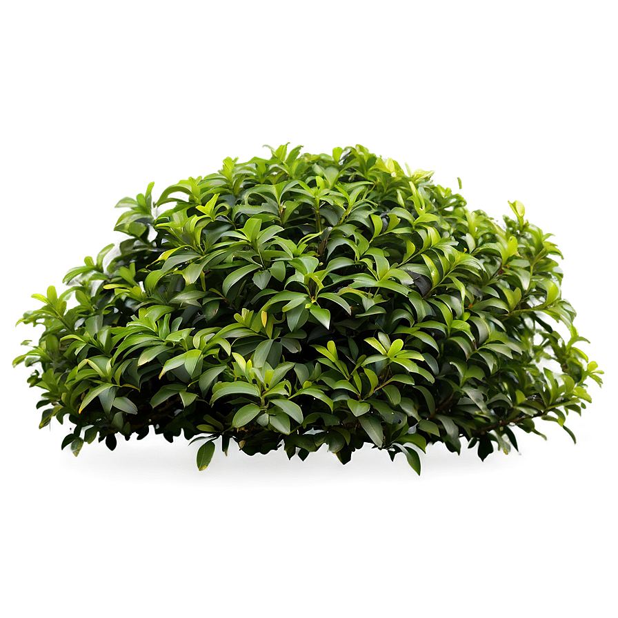 Green Shrub Png Xfe PNG Image