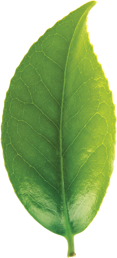 Green Tea Leaf Closeup.png PNG Image