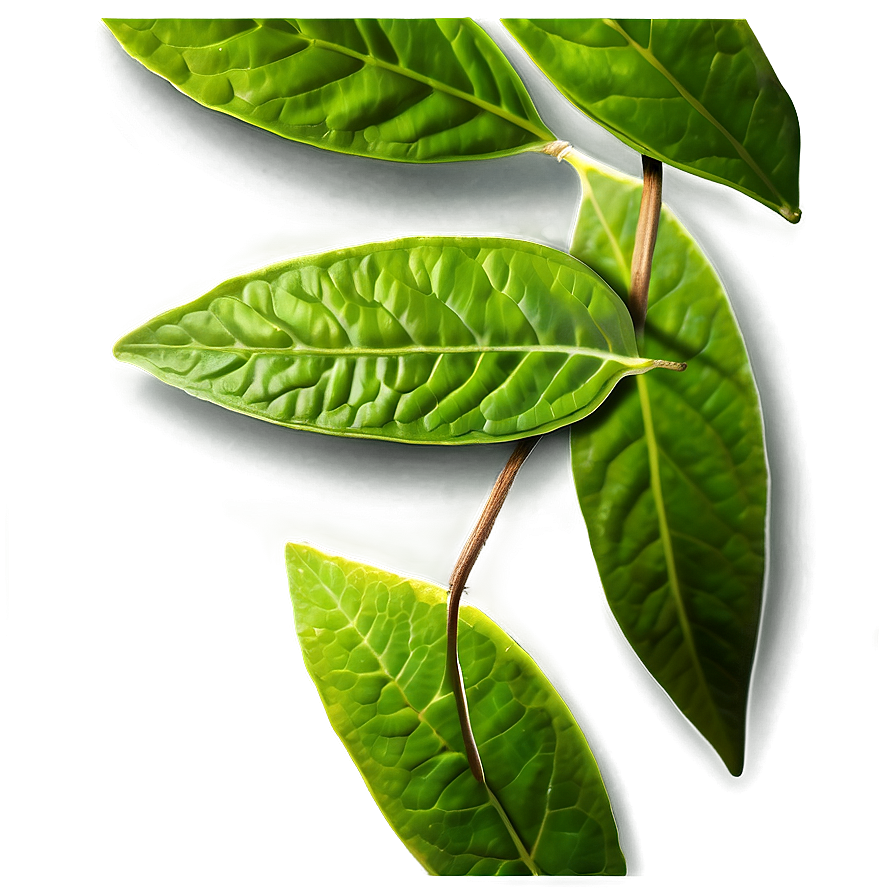 Green Tea Leaf Png Djm PNG Image