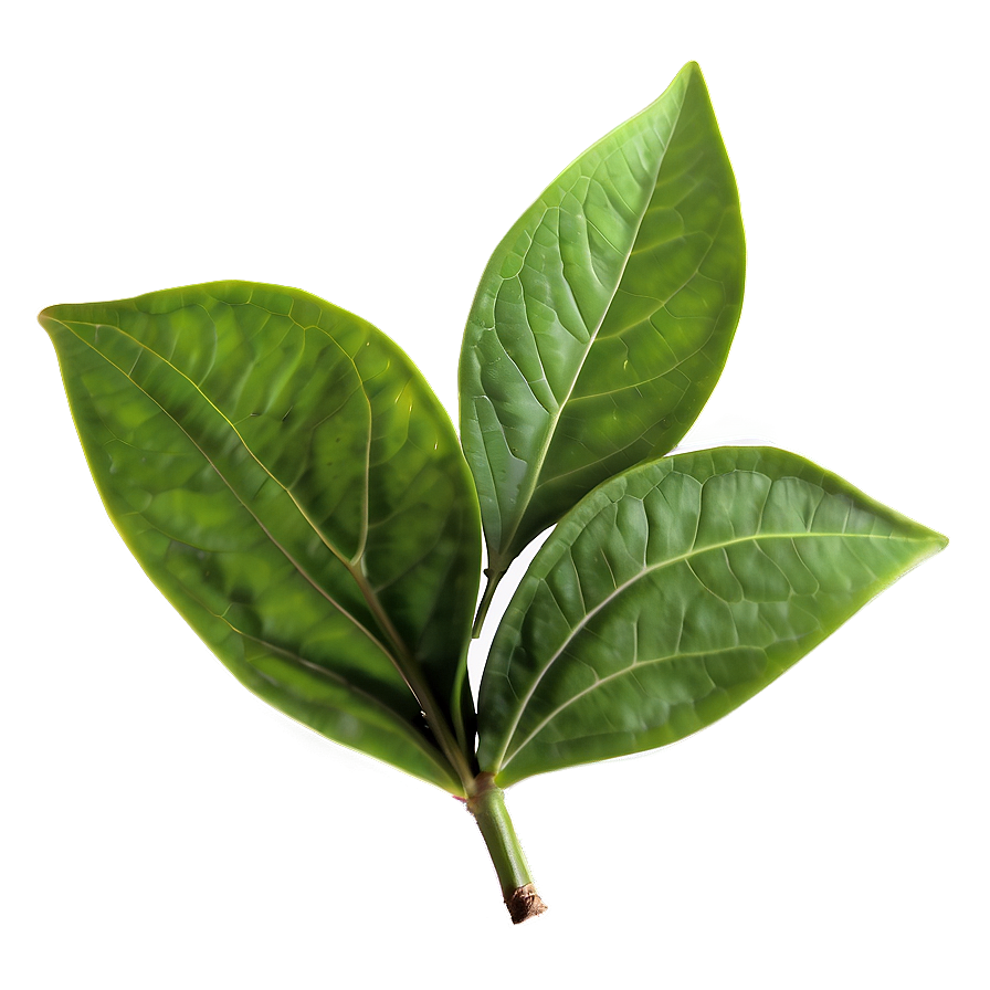 Green Tea Leaf Png Phi97 PNG Image