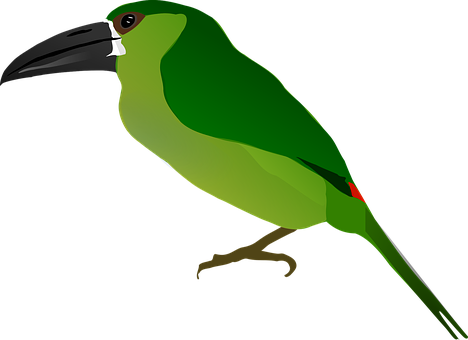 Green Toucan Vector Illustration PNG Image