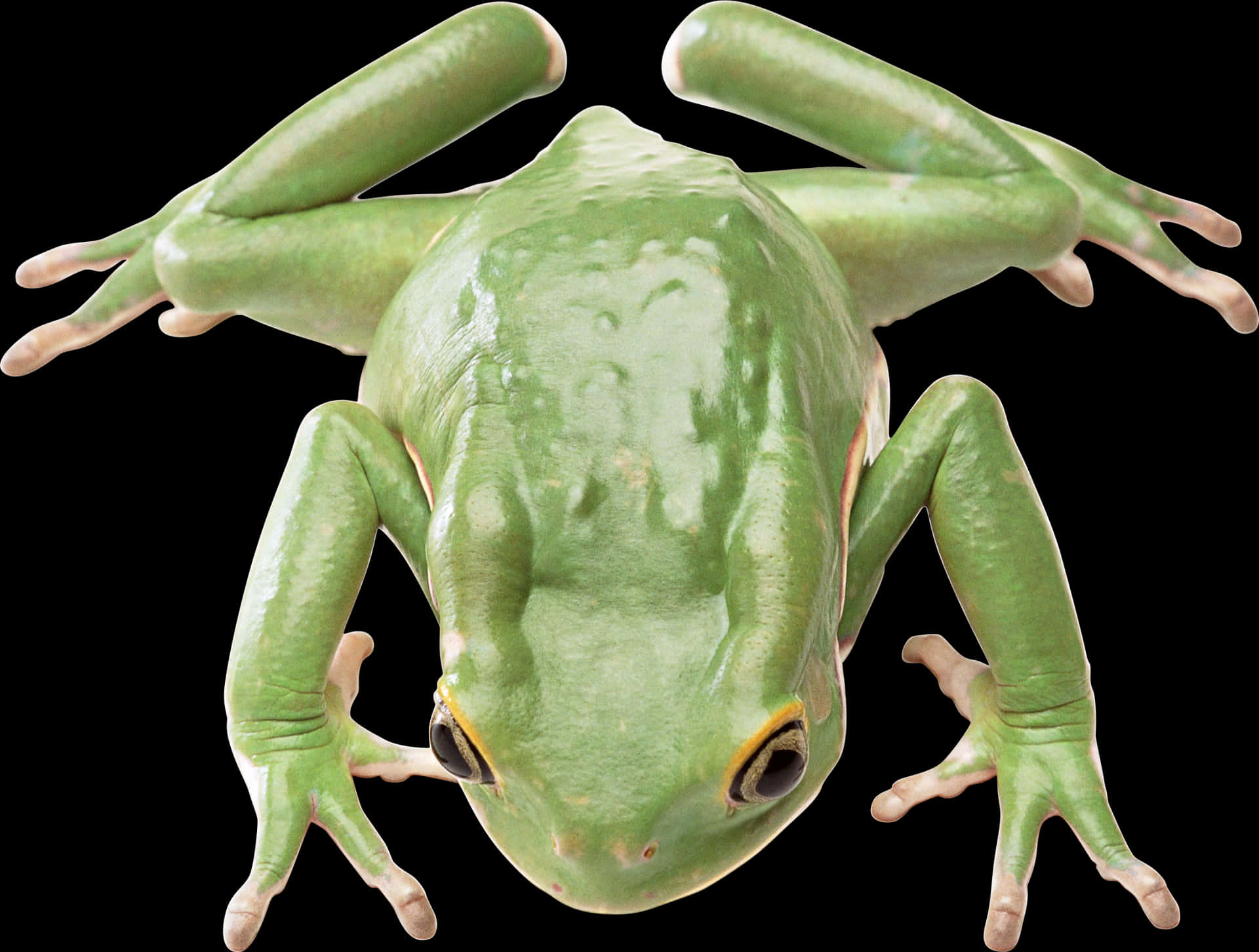 Green Tree Frog Isolatedon Black PNG Image