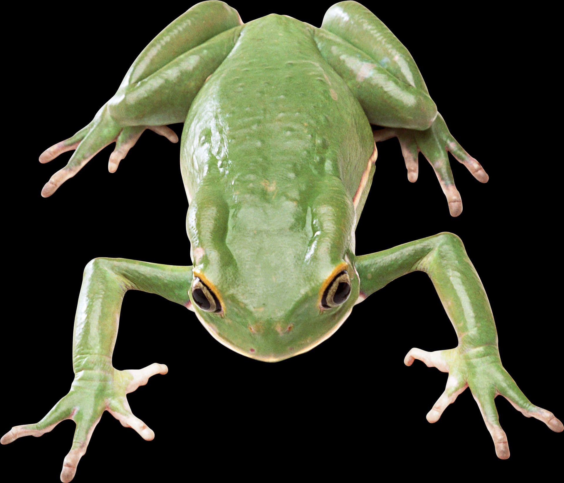 Green Tree Frog Isolatedon Black PNG Image