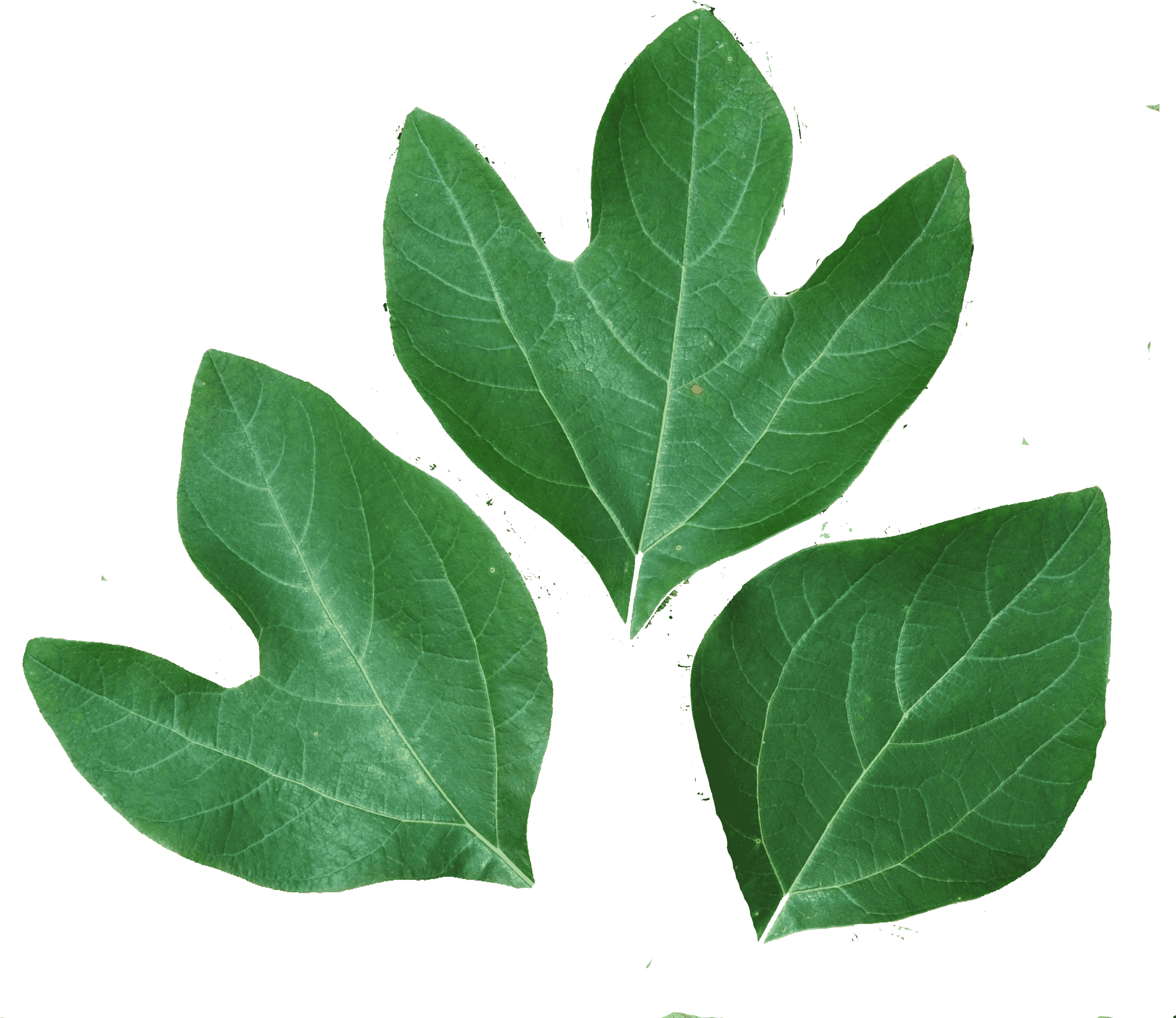 Green Tulip Tree Leaves PNG Image