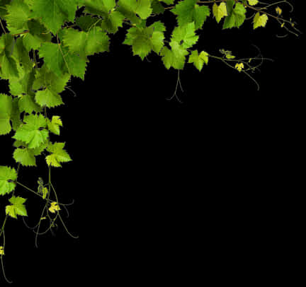 Green Vine Corner Design PNG Image