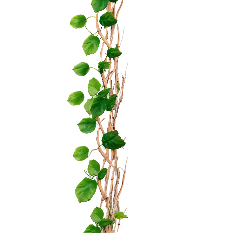 Green Vine Twisting Upwards PNG Image