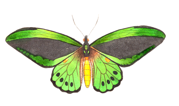 Green Winged Butterfly Illustration PNG Image