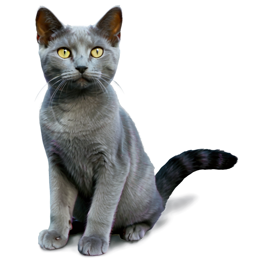 Grey Cat A PNG Image