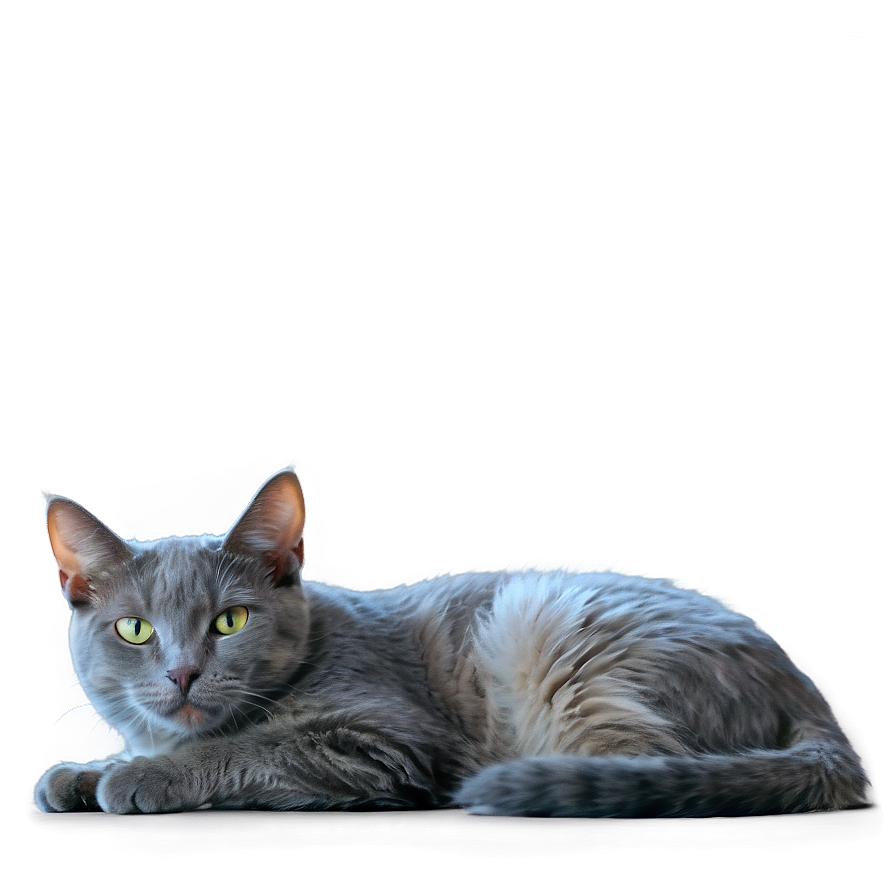 Grey Cat Lying Down Png 06252024 PNG Image