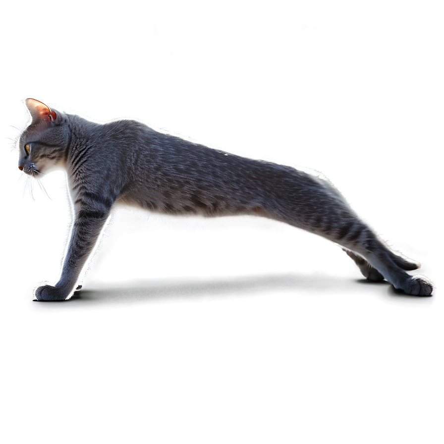 Grey Cat Stretching Png Ihc8 PNG Image