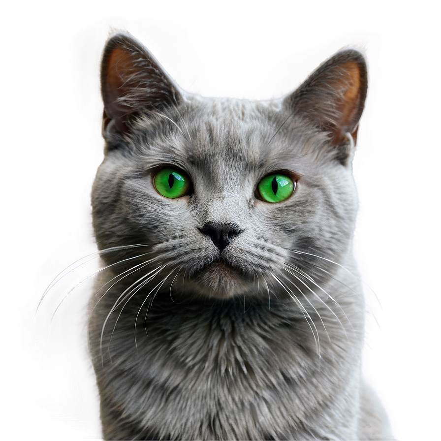 Grey Cat With Green Eyes Png Tva PNG Image