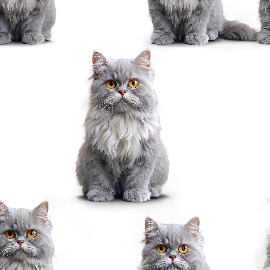 Grey Persian Cat Png 56 PNG Image