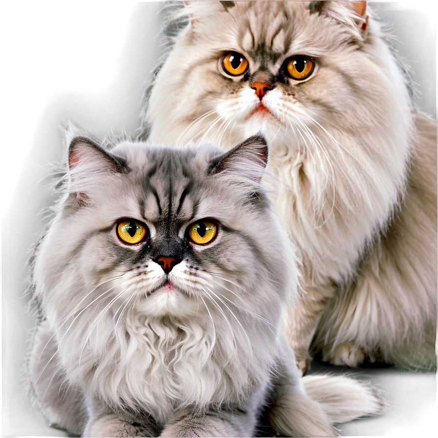 Grey Persian Cat Png Pnr PNG Image