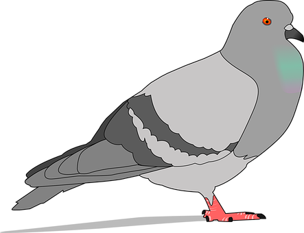 Grey Pigeon Illustration PNG Image