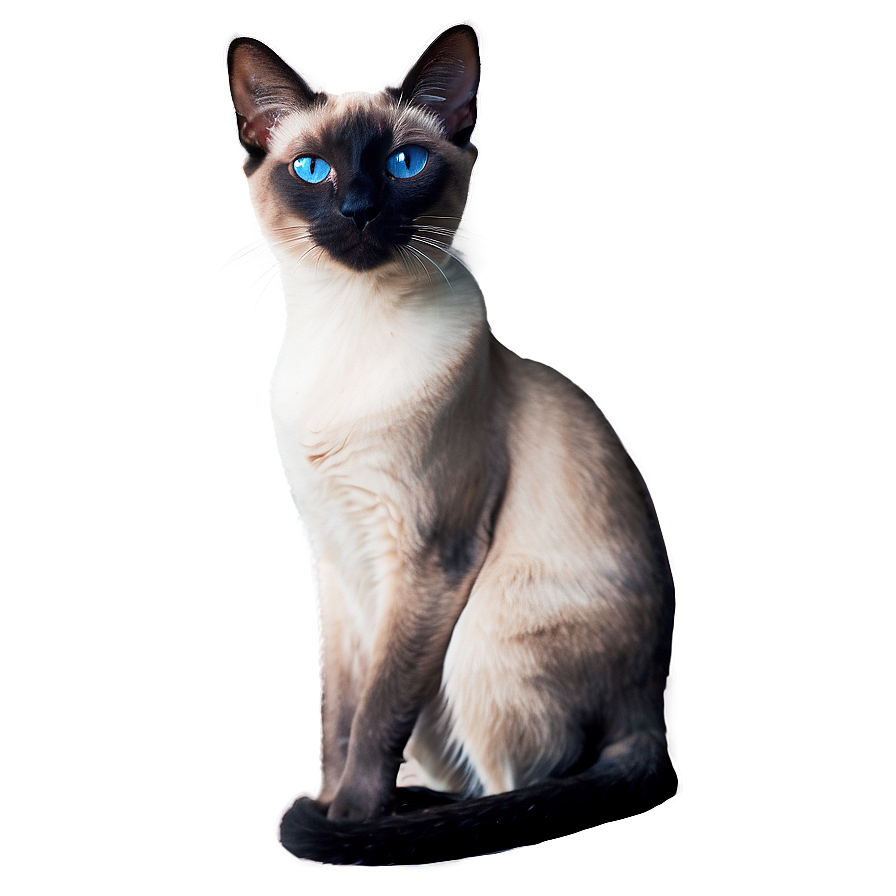 Grey Siamese Cat Png 85 PNG Image