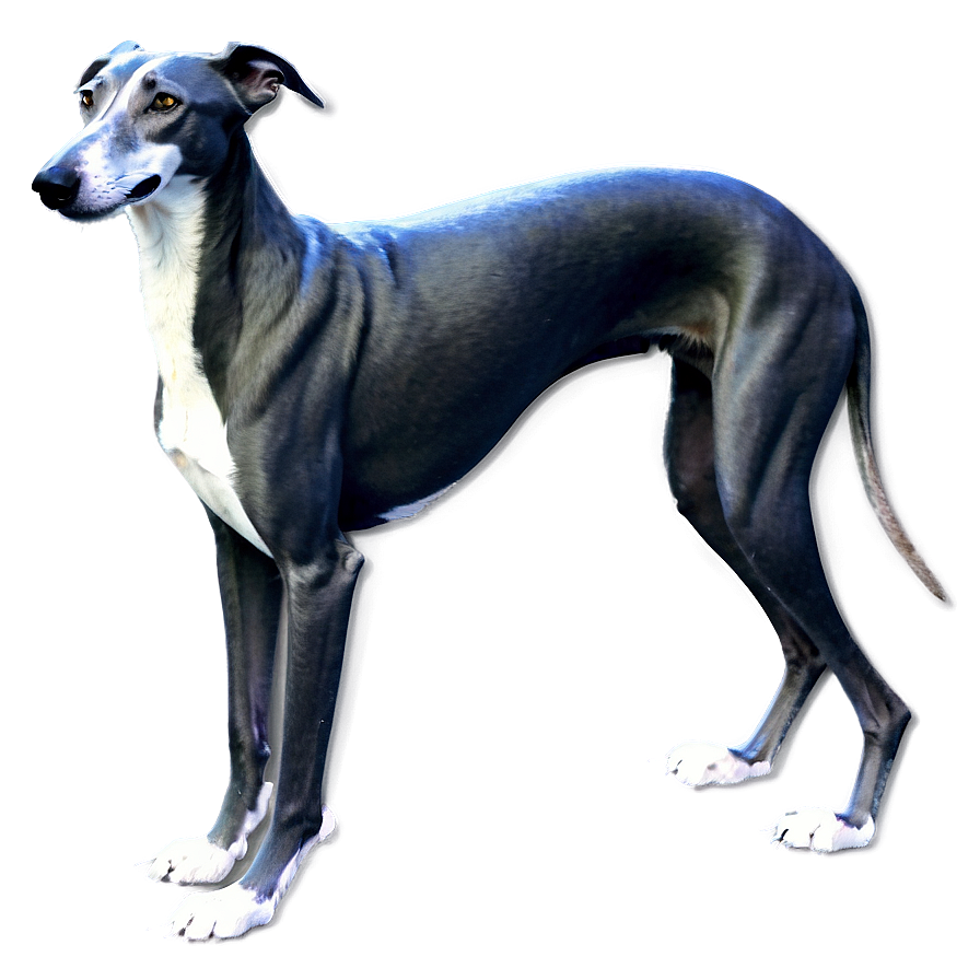 Grieving Greyhound Png 42 PNG Image