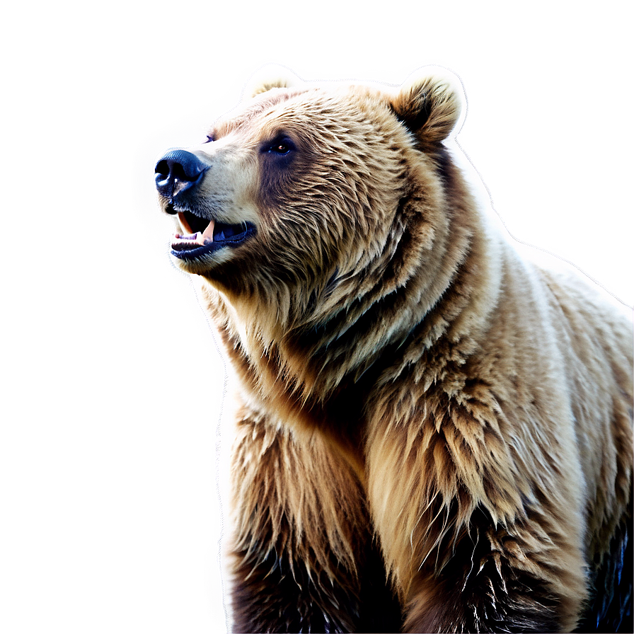 Grizzly Bear Image Png Jfe15 PNG Image