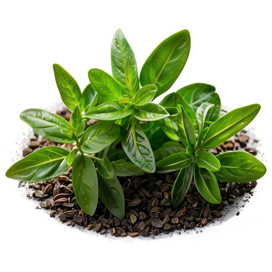 Ground Herb Png Fvh PNG Image