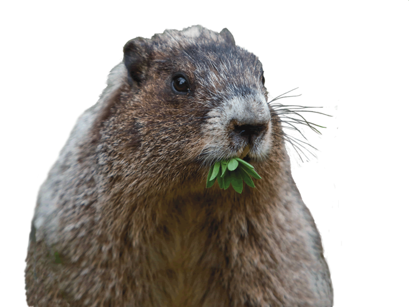 Groundhog Eating Green Leaves PNG Image