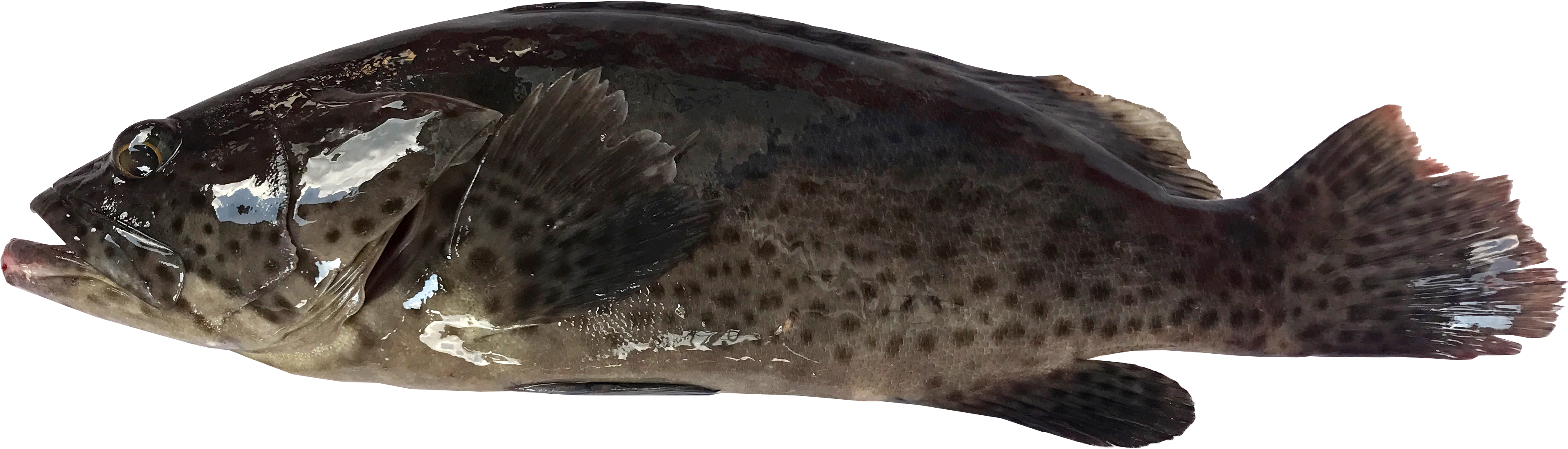 Grouper Side View.png PNG Image