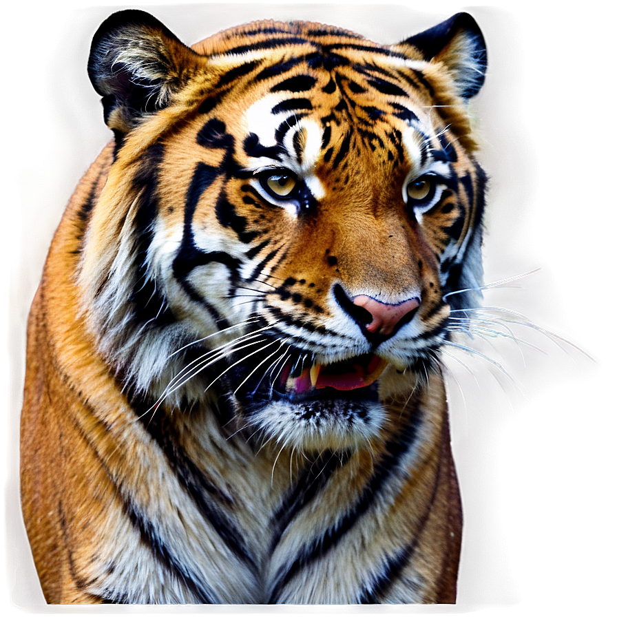 Growling Tiger Portrait Png Fah PNG Image