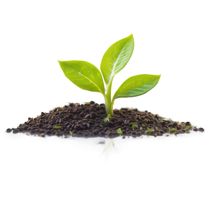 Growth Sprout Png Evg PNG Image