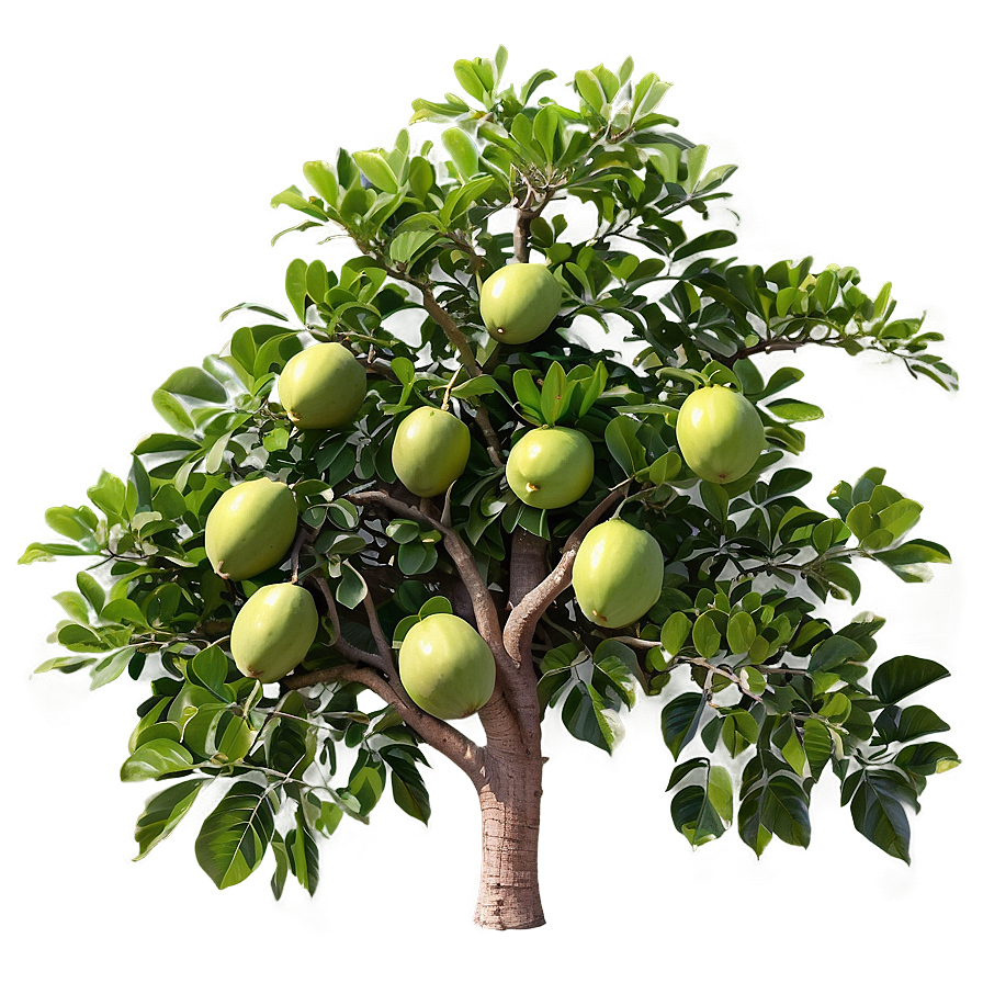 Guava Tree Png 97 PNG Image