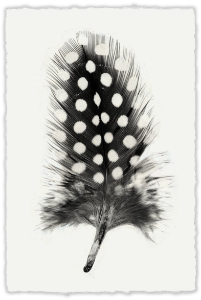 Guinea_ Fowl_ Feather_ Art PNG Image